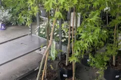 ACER-PALMATUM-ERABLE-DU-JAPON-EXTRAS-