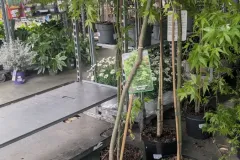 ACER-PALMATUM-ERABLE-DU-JAPON-EXTRAS-7