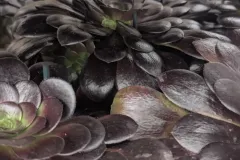 AEONIUM 14€50
