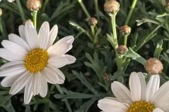 ANTHEMIS-2
