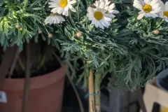 ANTHEMIS-SUR-TIGE 19€90