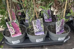 ARBRE-A-PAPILLON 14€50