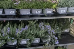 AROMATIQUE 
