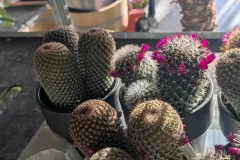 CACTUS-FLEURIS-MIX