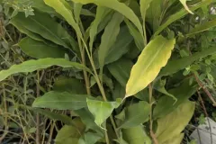 CARDAMOM-EPICE-16E50