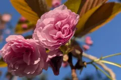 CERISIER-A-FLEUR-PRUNUS-KANZAN-1