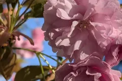 CERISIER-A-FLEUR-PRUNUS-KANZAN-2