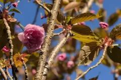 CERISIER-A-FLEUR-PRUNUS-KANZAN-3