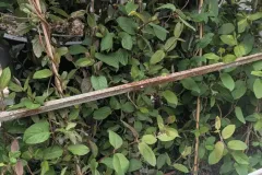 CHEVREFEUILLE