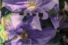 CLEMATITE-EXTRA-1