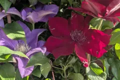 CLEMATITE-EXTRA-2