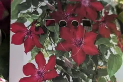 CLEMATITE-EXTRA-3