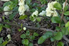 COGNASSIER-1