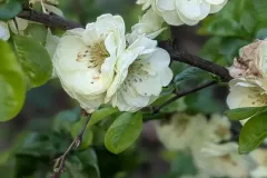 COGNASSIER-2