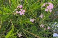 COLEONEMA-2