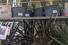 CORDYLINE