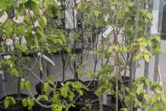 CYDONIA-OBLONGA-DE-PROVENCE