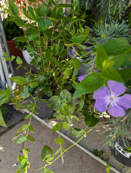 PERVENCHE-VINCA- PERVENCHE-VINCA-
