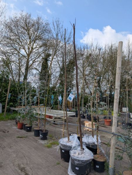Arrivage Paulownia