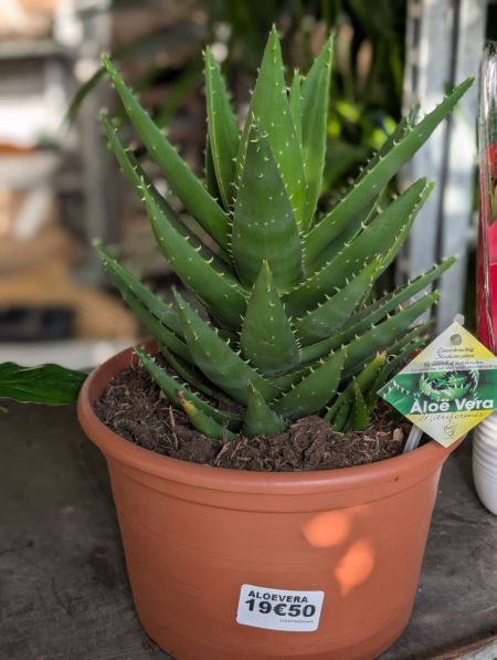 Aloevera
