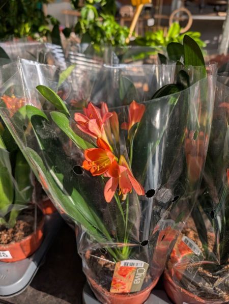 Clivia