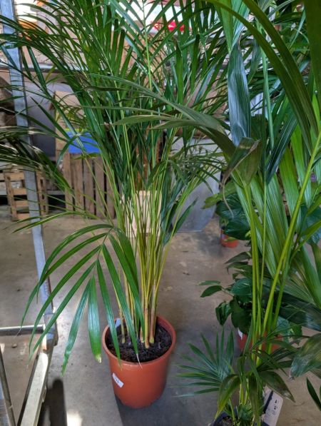 DYPSIS