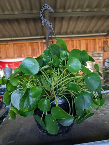 PILEA