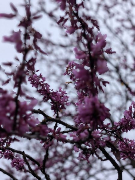 Arbre de Judee Arbre de Judee