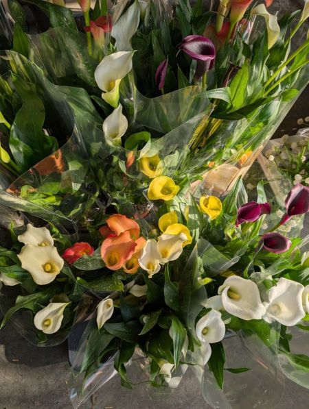 Calla Extra Calla Extra