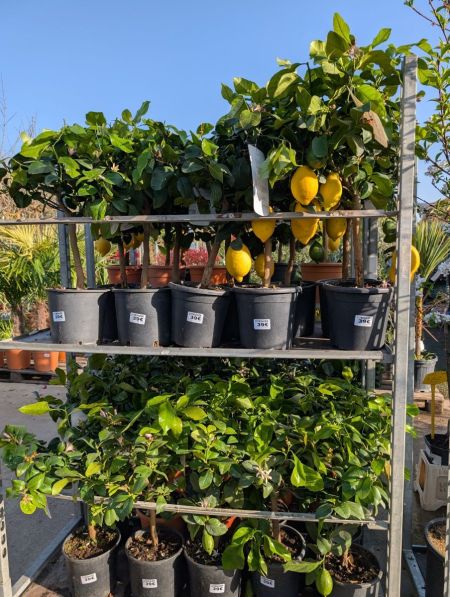 Citronnier