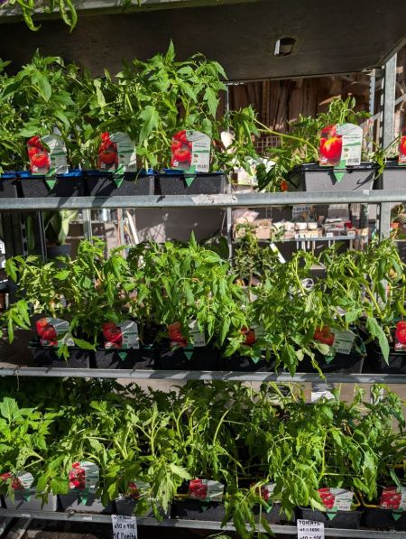 Tomates Tomates