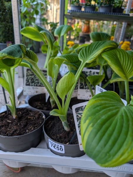 HOSTA HOSTA