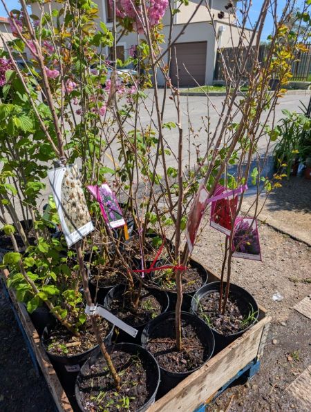 LILAS DES INDES LILAS DES INDES