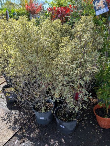 PITTOSPORUM VARIEGATA PITTOSPORUM VARIEGATA