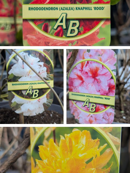 RHODODENDRON AZALEA MOLLIS   19€90