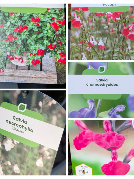 SAUGE A FLEURS x1=12€50 ET x3=9€90