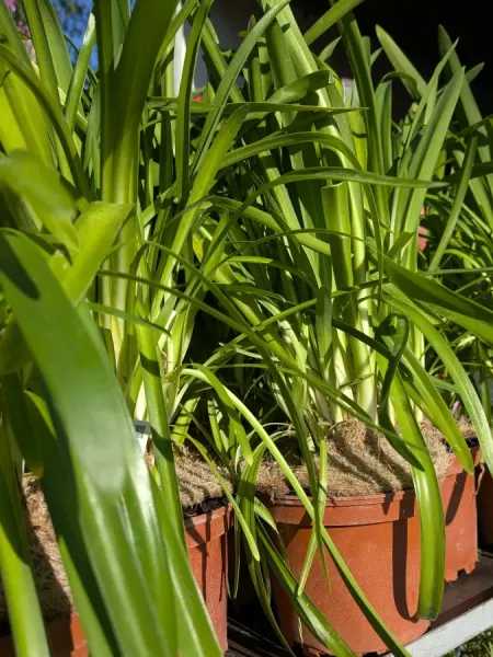 AGAPANTHE-BLANC 12€50