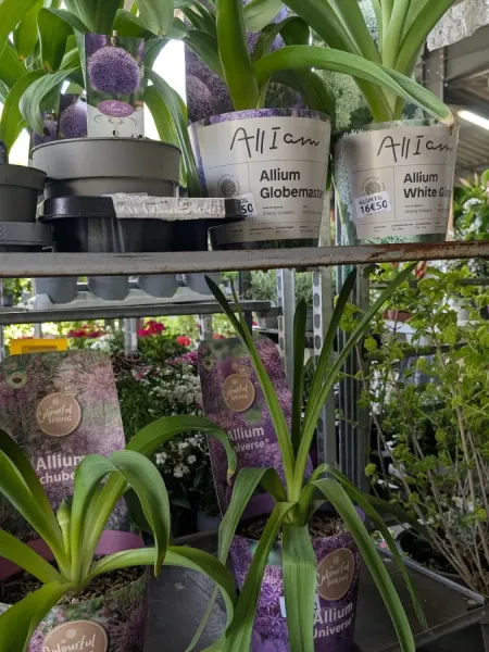 ALLIUM-XXXL-25€