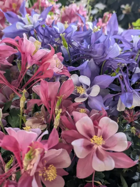 ANCOLIE-DIVERSES-COULEURS