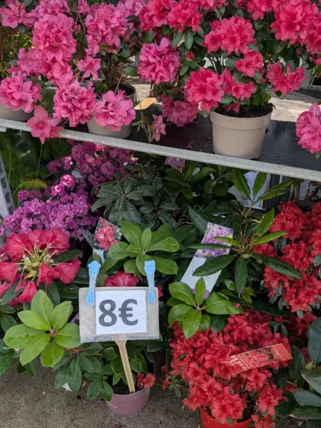 AZALEA-JAPONICA-PROMO 2 acheté 3e offert
