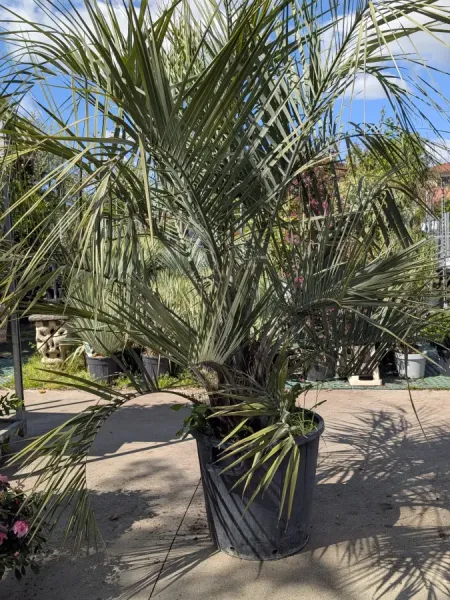 BUTIA-CAPITATA XXL 299€