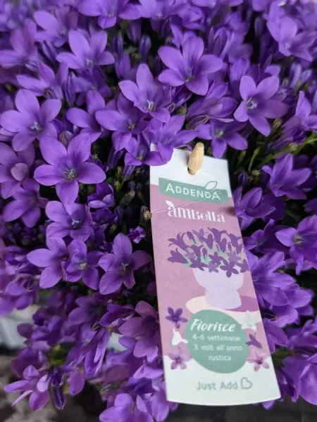 CAMPANULE - pot extra à 9€50