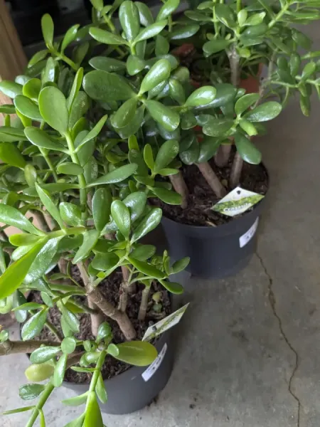 CRASSULA-OVATA  39€