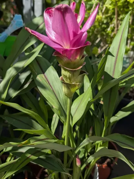 CURCUMA 8€