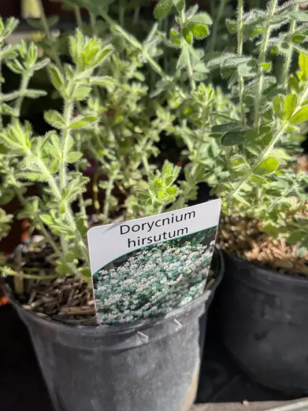 DORYCNIUM