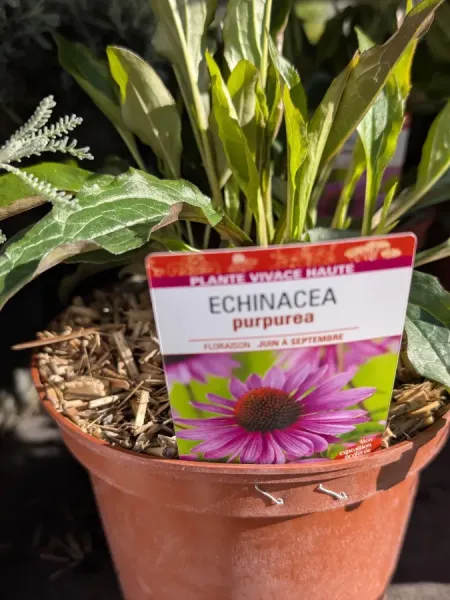 ECHINACEA