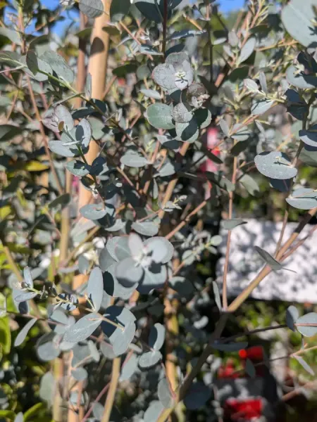 EUCALYPTUS-SILVERANA