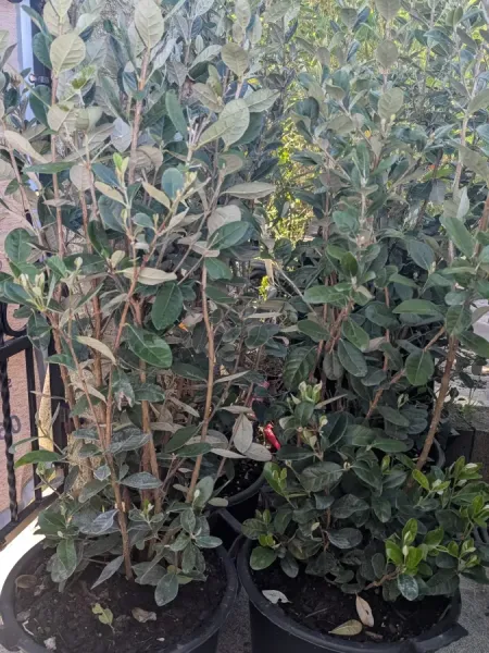 FEIJOA-Goyavier-du-Bresil-EXTRA