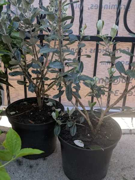 FEIJOA-Goyavier-du-Bresil