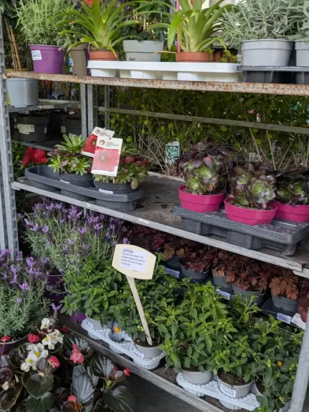 FLEURI- DIVERS  4€50 à 5€ LE POT